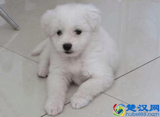 比熊犬多少钱一只？如何挑选品相好的比熊犬？