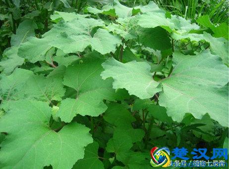 讨人厌的苍耳，还能治疗慢性鼻炎，美容等