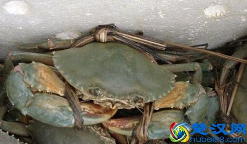 青蟹怎么保存不会死 青蟹死了还能吃吗
