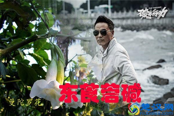 在《破冰行动》中频繁出现的东莨菪碱是什么？为什么能害人？