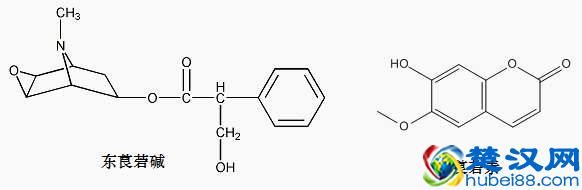 在《破冰行动》中频繁出现的东莨菪碱是什么？为什么能害人？