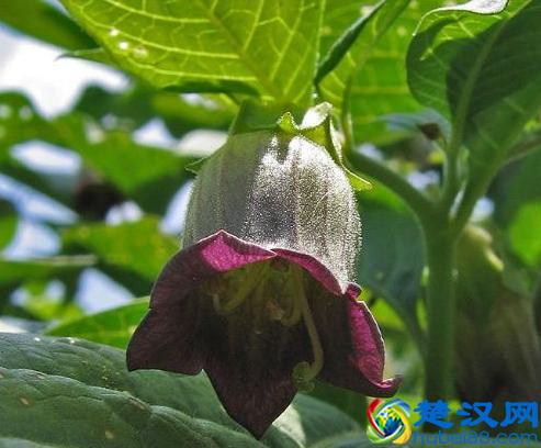 在《破冰行动》中频繁出现的东莨菪碱是什么？为什么能害人？