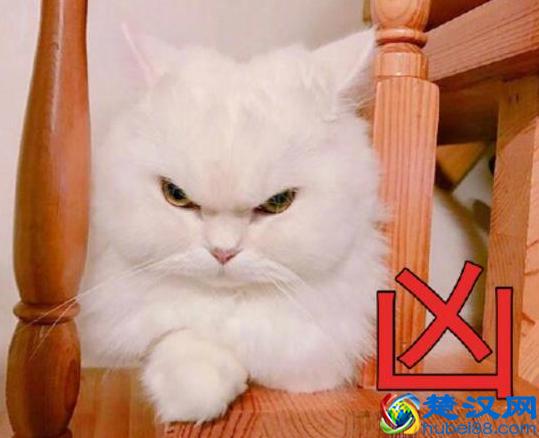 被猫抓伤出血要打针吗 男子被猫抓伤没在意后果很严重