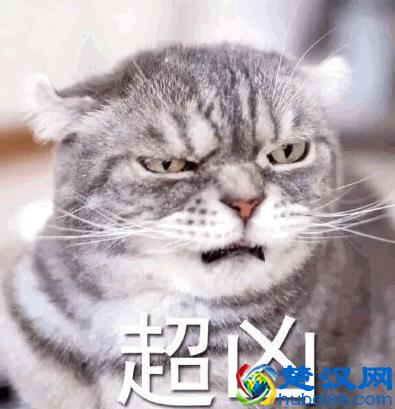 被猫抓伤出血要打针吗 男子被猫抓伤没在意后果很严重