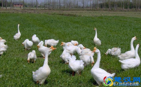 扒一扒长丰县吴山贡鹅历史:贡鹅发源地是合肥还是寿县呢