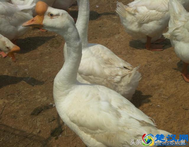 扒一扒长丰县吴山贡鹅历史:贡鹅发源地是合肥还是寿县呢