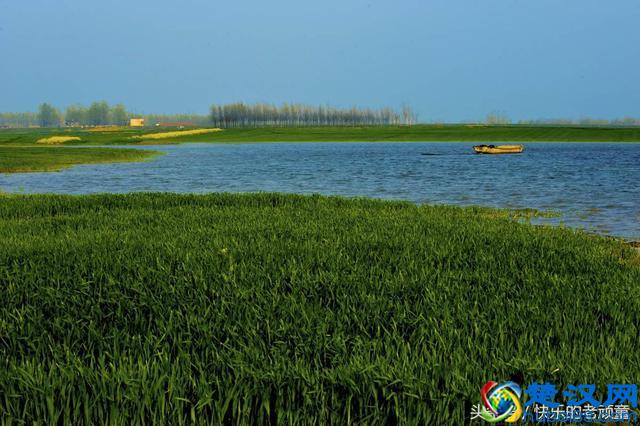 扒一扒长丰县吴山贡鹅历史:贡鹅发源地是合肥还是寿县呢