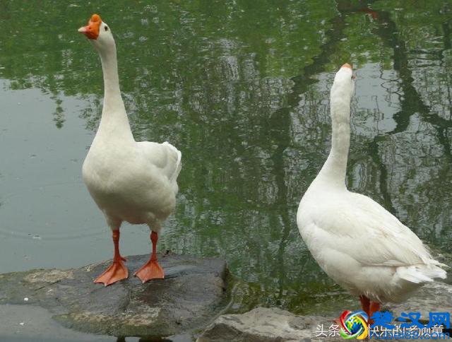 扒一扒长丰县吴山贡鹅历史:贡鹅发源地是合肥还是寿县呢