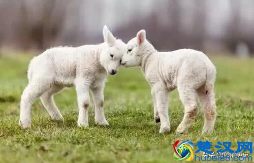 俗语：十羊九不全，一全坐殿前，啥意思？涨知识了！