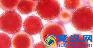 辟谣｜虾青素能美白祛斑抗癌？基因检测能预防疾病？真相是……