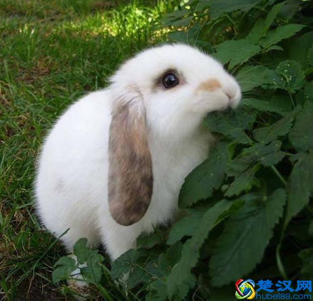 新手该如何正确饲养垂耳兔？这几个地方不能忽视