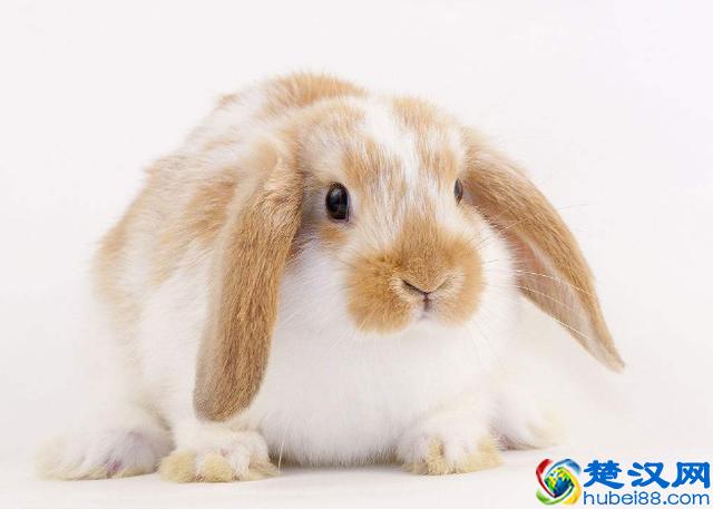 新手该如何正确饲养垂耳兔？这几个地方不能忽视