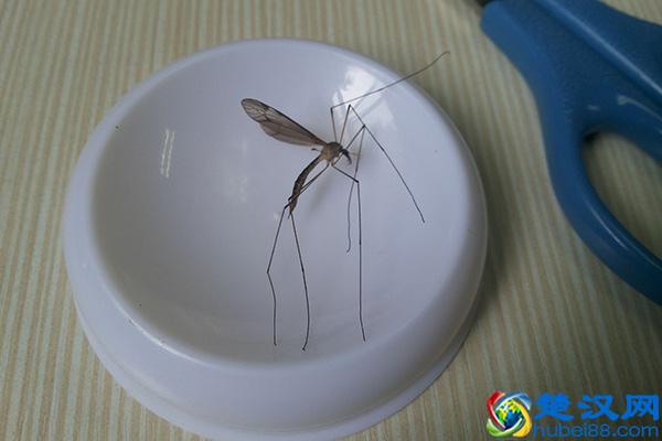 为啥蚊子总是喜欢叮你，真的与血型有关？还是你颜值太高？