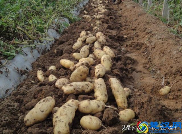 土豆、洋芋、马铃薯是什么关系，老农妙语解疑惑，说的对吗