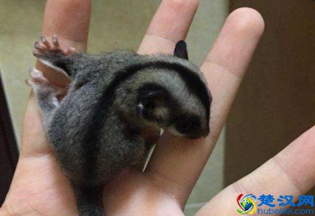 适合住楼的人饲养的5种宠物，干净颜值高，有你喜欢的吗？