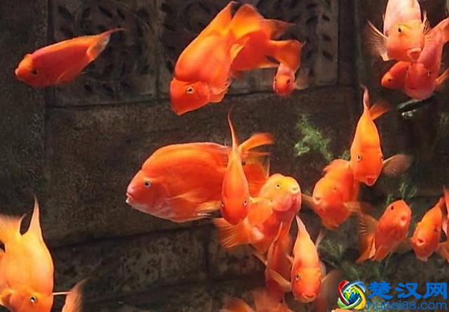 适合住楼的人饲养的5种宠物，干净颜值高，有你喜欢的吗？