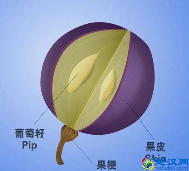 一直对单宁这个概念一知半解的你，看完这篇就都能整明白了