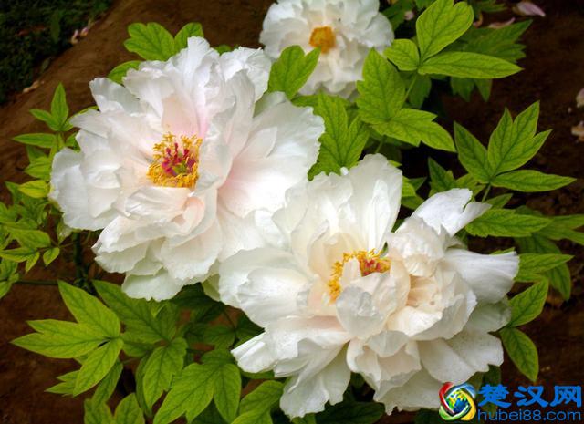 中国的国花到底是什么？