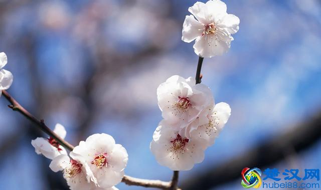 中国的国花到底是什么？