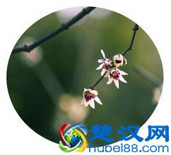 中国的国花到底是什么？