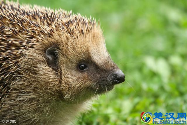 刺猬吃什么食物？刺猬的饲养方法与管理