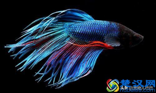 十种适合家里养的十种鱼，第一种超常见哟