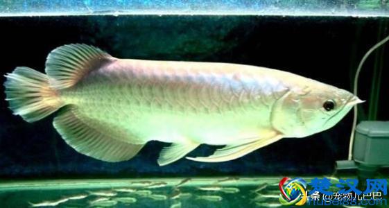 十种适合家里养的十种鱼，第一种超常见哟