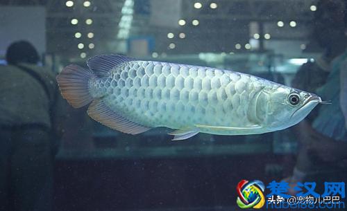 十种适合家里养的十种鱼，第一种超常见哟