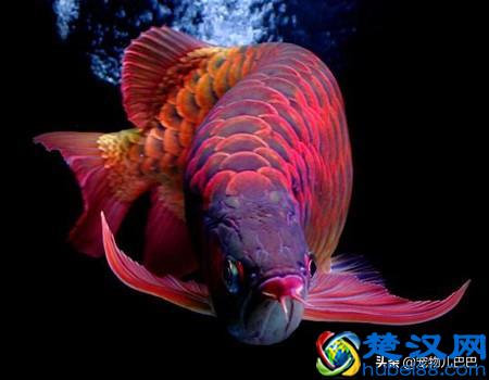 十种适合家里养的十种鱼，第一种超常见哟