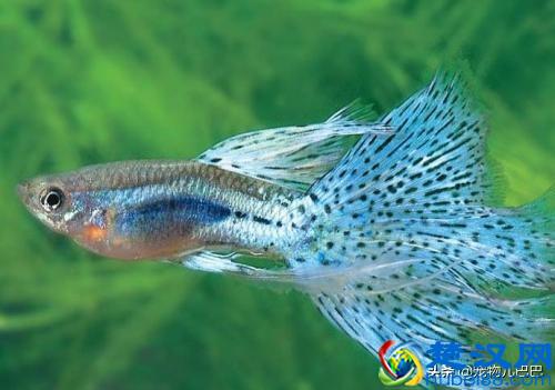 十种适合家里养的十种鱼，第一种超常见哟