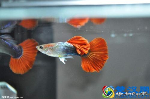 十种适合家里养的十种鱼，第一种超常见哟