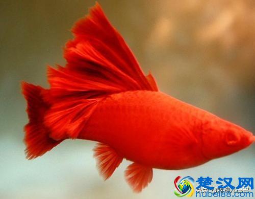 十种适合家里养的十种鱼，第一种超常见哟