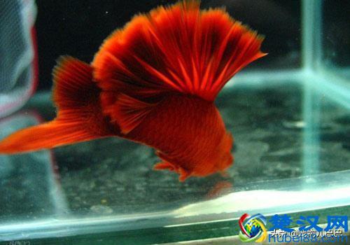十种适合家里养的十种鱼，第一种超常见哟