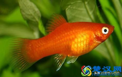 十种适合家里养的十种鱼，第一种超常见哟