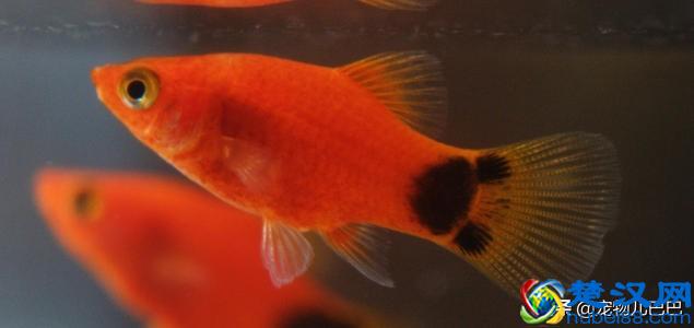 十种适合家里养的十种鱼，第一种超常见哟