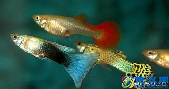 十种适合家里养的十种鱼，第一种超常见哟