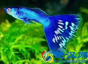 十种适合家里养的十种鱼，第一种超常见哟