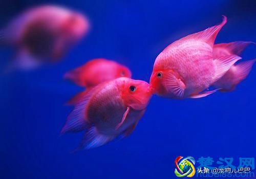 十种适合家里养的十种鱼，第一种超常见哟