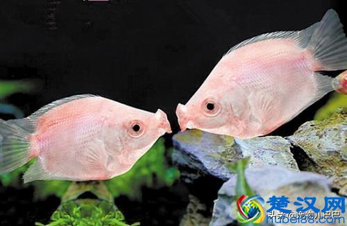 十种适合家里养的十种鱼，第一种超常见哟