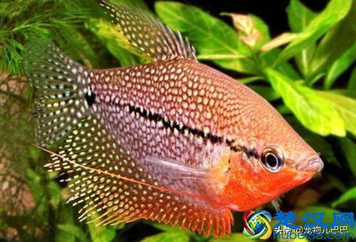 十种适合家里养的十种鱼，第一种超常见哟