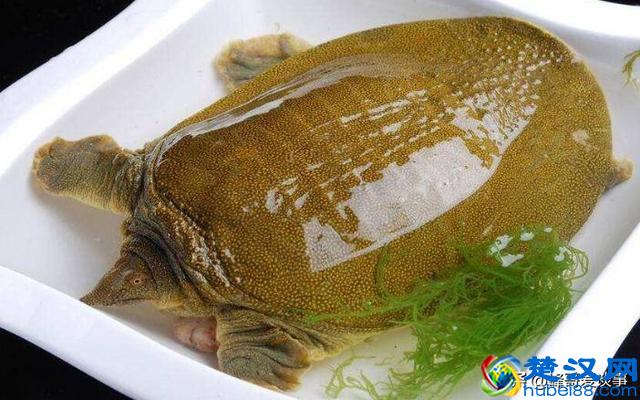 甲鱼的做法大全，喜欢的就收藏起来吧