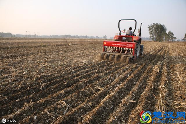 小麦种植正当时！官方技术指导意见请收好