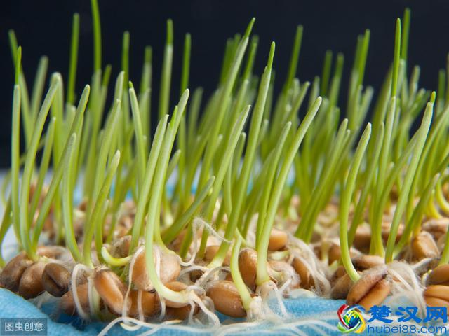 小麦种植正当时！官方技术指导意见请收好