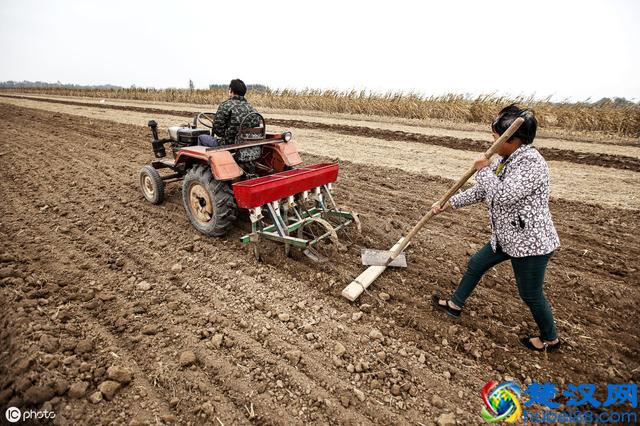 小麦种植正当时！官方技术指导意见请收好