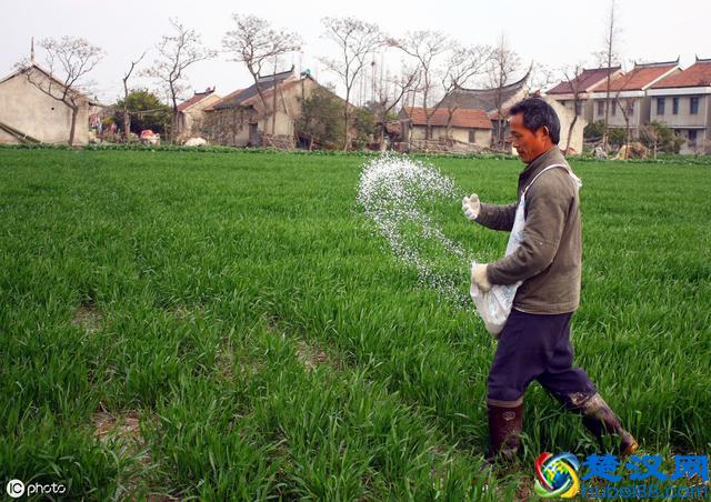 小麦种植正当时！官方技术指导意见请收好
