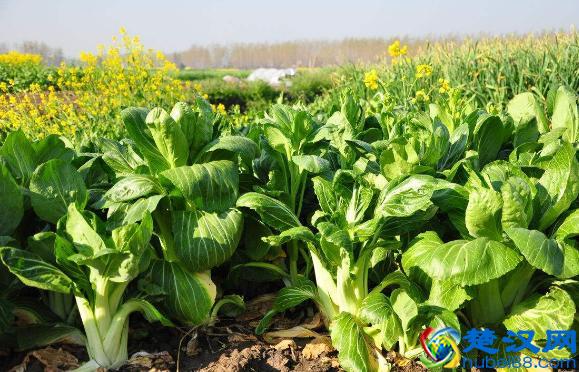 荨麻疹要忌口这5种食物,吃一口就犯病