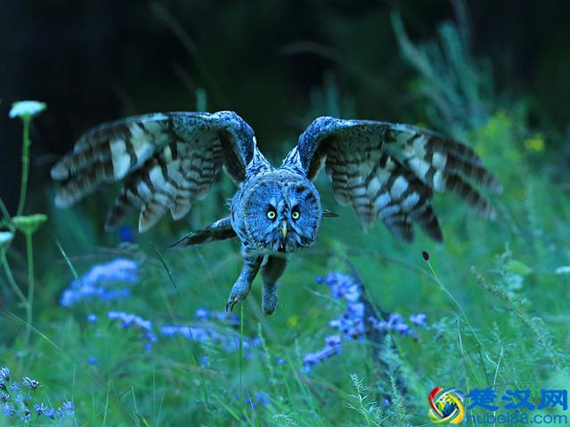 枭首与枭雄,为何用“枭”这个字,它的来历渊源是什么?