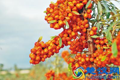 沙棘是什么？为什么越来越多的食品中都要添加沙棘