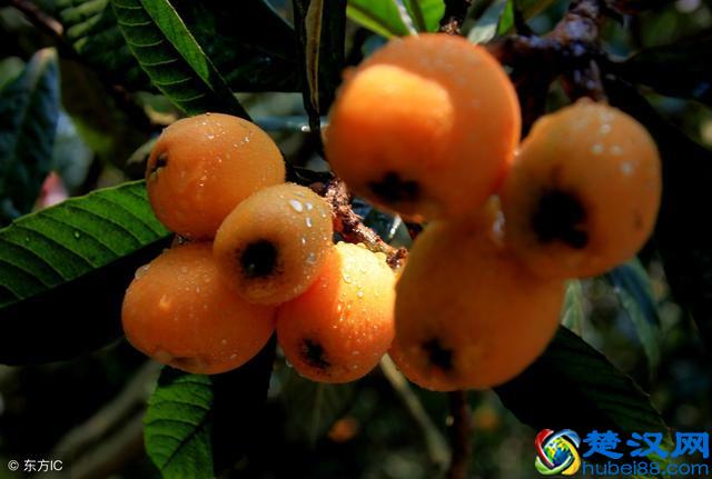 女性食用蜂蜜有什么好处?适量食用,养生效果好