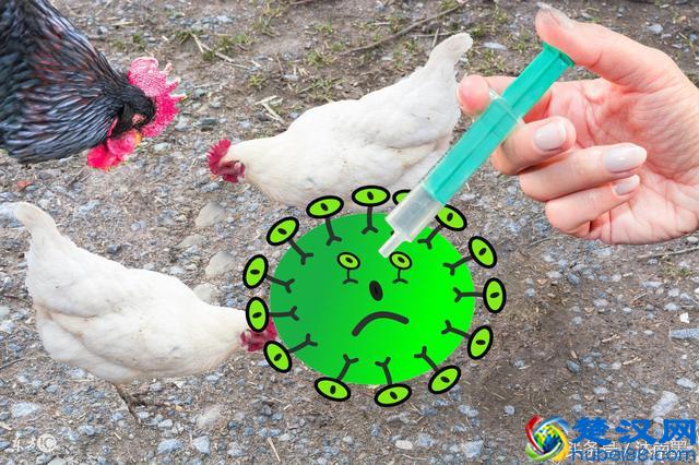 别惊慌！哪些药是抗生素呢？如何正确使用抗生素？